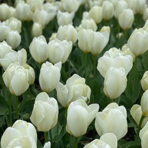 Meet your Posher, Wendy